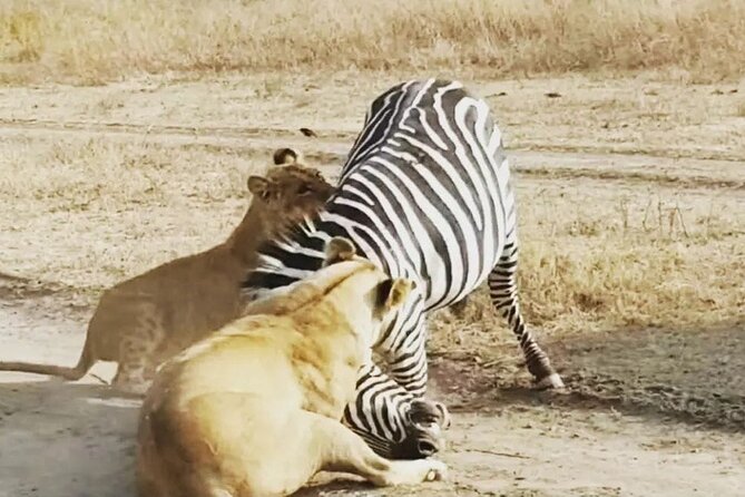 3-Days Budget Lodge Safari - Tarangire, Ngorongoro & Lake Manyara - Open-Roof Safari Vehicles: The Real Comfort and Photo Stuff