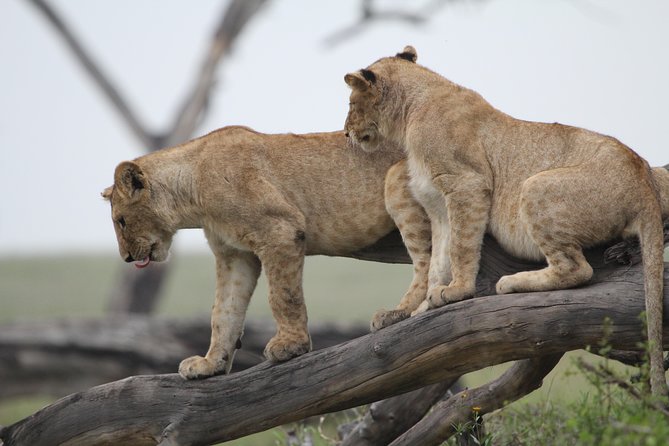 3 Days Camping Safari Tarangire, Lake Manyara and Ngorongoro Crater - Entering Tarangire National Park with Elephant Power