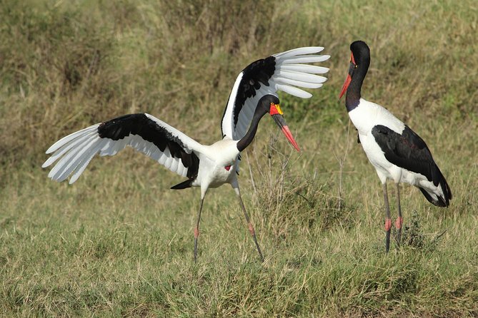 3 Days Camping Safari Tarangire, Lake Manyara and Ngorongoro Crater - Price and logistics: what you get for $780