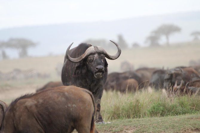3 Days Camping Safari Tarangire, Lake Manyara and Ngorongoro Crater - Camping safari comfort: tents, mattresses, and a real outdoors pace