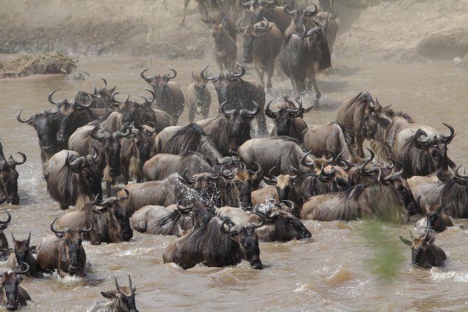 3 Days Camping Safari Tarangire, Lake Manyara and Ngorongoro Crater - Guides and animal-spotting: the names that matter