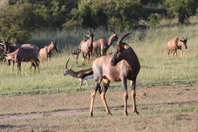 3 Days Camping Safari Tarangire, Lake Manyara and Ngorongoro Crater - Ngorongoro Crater, Picnic Lunch, and Big Five Kings
