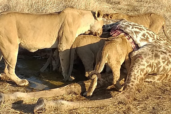 3 Days Explore Selous Game Reserve + Boat safari + bushman walking - Dar es Salaam Pickup and the Private Guide Advantage