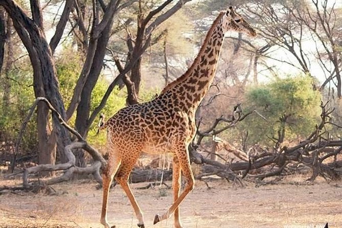 3 Days Explore Selous Game Reserve + Boat safari + bushman walking - Day 3: A 2-Hour Walking Safari (and What to Expect)