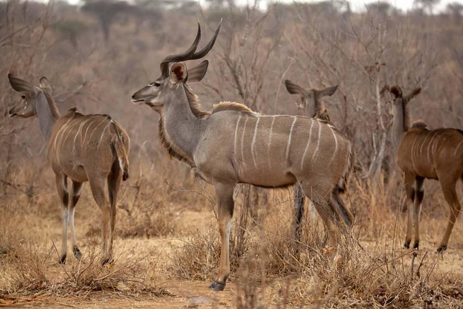 3 Days Explore Selous Game Reserve + Boat safari + bushman walking - Camp Comfort, Meals Included, and Why That Matters