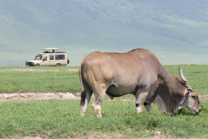 3 Days Exploring Serengeti & Ngorongoro Crater from Arusha - Key highlights you should know before going