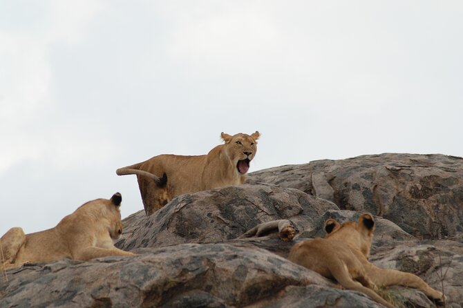3 Days Exploring Serengeti & Ngorongoro Crater from Arusha - Price and what you really get for $2,190 per person