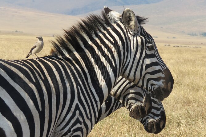 3 Days Exploring Serengeti & Ngorongoro Crater from Arusha - Day 2: a second Serengeti game drive, then Ngorongoro rim views