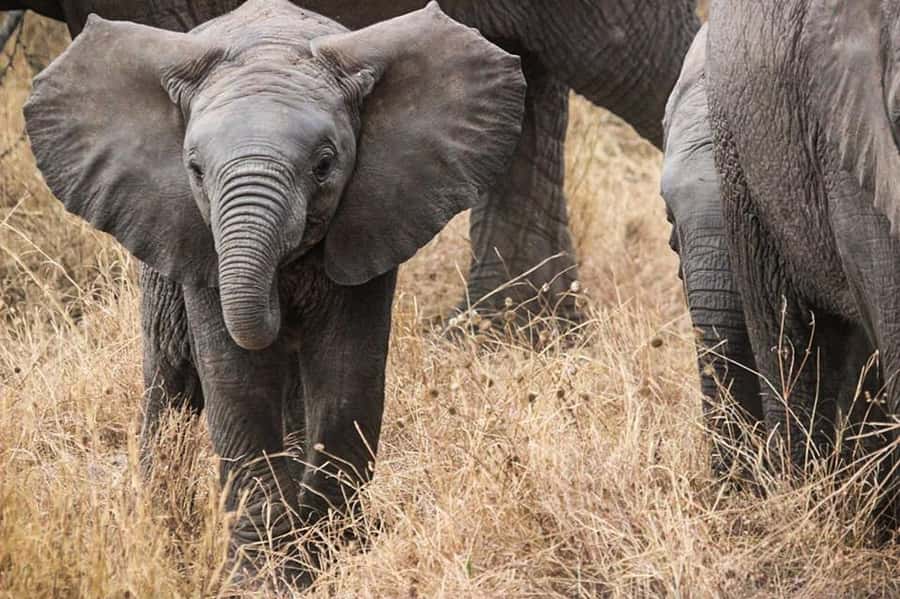 3 Days Flight Package Zanzibar to Nyerere/Selous - Day 1: Full-day game drive, from arrival to sunset dinner