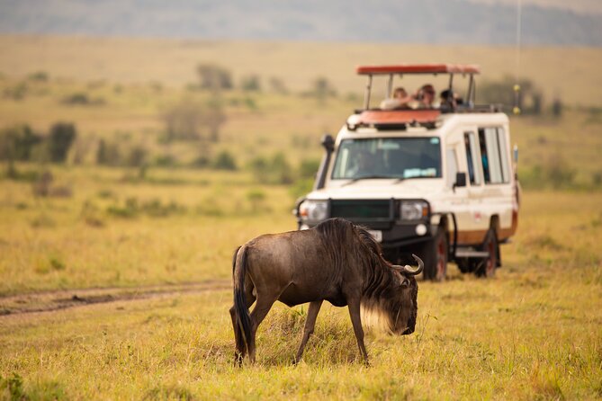 3 days fly in safari - Day 2: Early Game Drive, Big Viewing Hours, Then Head Toward Ngorongoro
