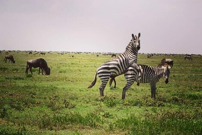 3 days fly in safari - Lodge Evenings: Comfort After Long Drives