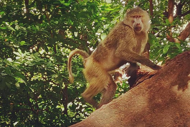 3 days fly in safari - Price and Value: Is $2,600 a Smart Use of Your Safari Budget?
