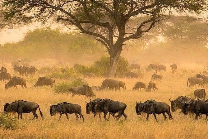 3 days fly in safari - Day 1: Late-Morning Arrival, Seronera Wildlife, and a Sunset Window