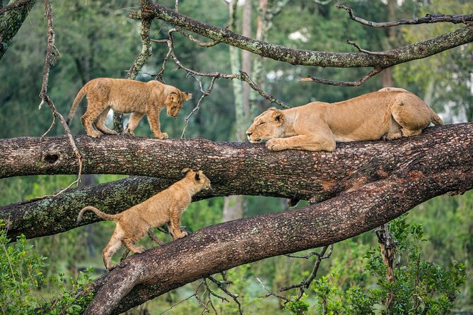 3 Days Group Joining Serengeti and Ngorongoro Safari - Key highlights to look forward to