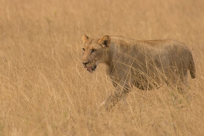 3 Days Group Joining Serengeti and Ngorongoro Safari - Day 2 Serengeti morning drive, then Ngorongoro conservation road time