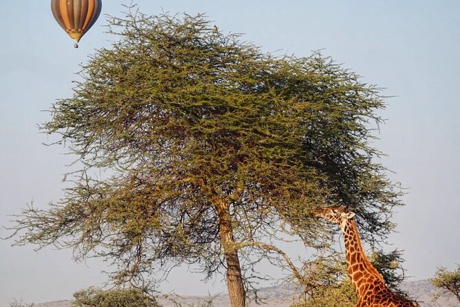 3 Days Group Safari Serengeti & Ngorongoro - From Arusha hotel pickup to Serengeti gate, plus a crater viewpoint