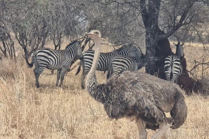 3 Days Group Safari Serengeti & Ngorongoro - Serengeti to Ngorongoro Conservation Area: settling into Simba campsite