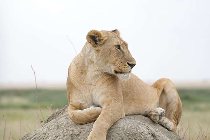 3 Days Group Safari Serengeti & Ngorongoro - Logistics that affect your comfort: drives, timing, and what the included items cover
