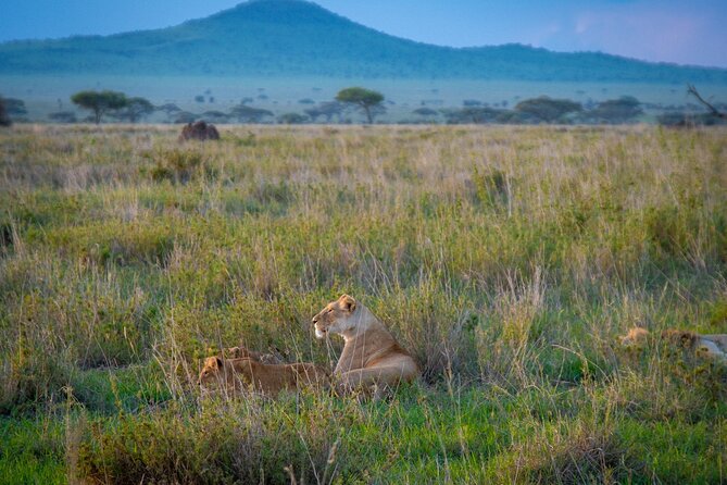 3 Days Group Safari Serengeti & Ngorongoro - Day 2 in Serengeti: acacia scenery, big animals, and a reset at lunch