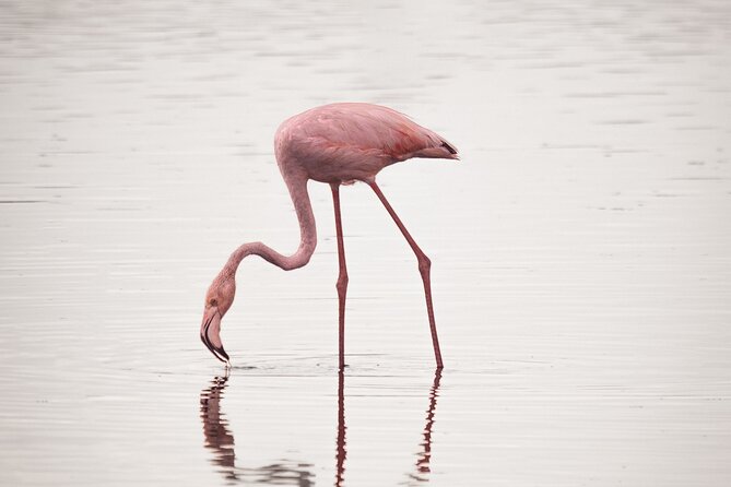 3 days Group tour Tarangire, Ngorongoro & lake manyara park - Tarangire, Ngorongoro, and Lake Manyara in 3 days