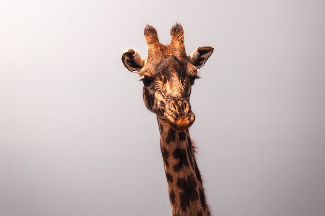3 days Group tour Tarangire, Ngorongoro & lake manyara park - Day 2 in Ngorongoro Crater: your best shot at black rhinos