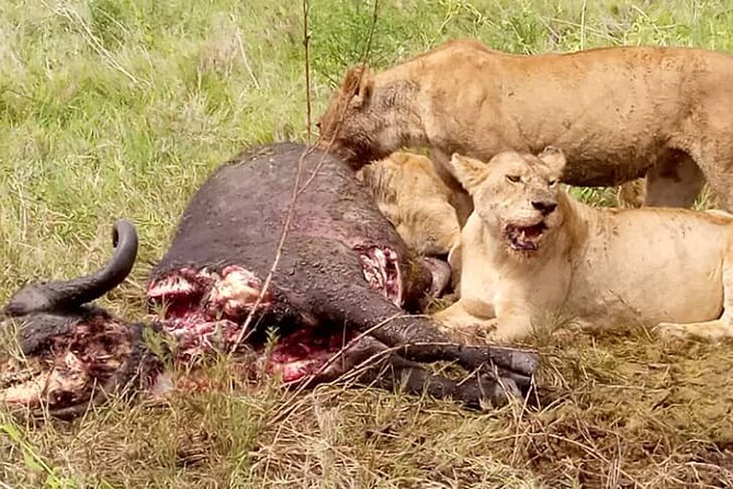 3 Days Lake Manyara, Ngorogoro Crater, Tarangire National Park - Mto wa Mbu Village: Culture With Community Projects and Real Food Stops