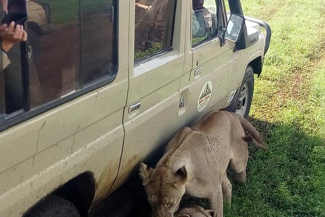 3 Days Lake Manyara, Ngorogoro Crater, Tarangire National Park - What “Private Tour” Means Here, and Why It Helps