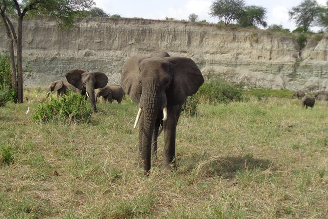 3 Days Lake Manyara, Ngorogoro Crater, Tarangire National Park - Tarangire National Park: Elephants, Baobabs, and the River Pull