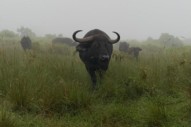 3 Days Lake Manyara, Tarangire, Ngorongoro Crater group (Camping) - Should you book this 3-day camping safari?