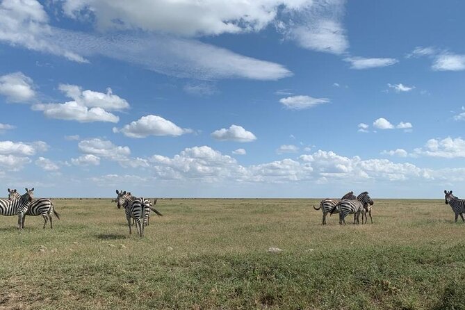3 Days Lake Manyara, Tarangire, Ngorongoro Crater group (Camping) - Day 1 in Tarangire National Park: full-day game viewing and picnic lunches