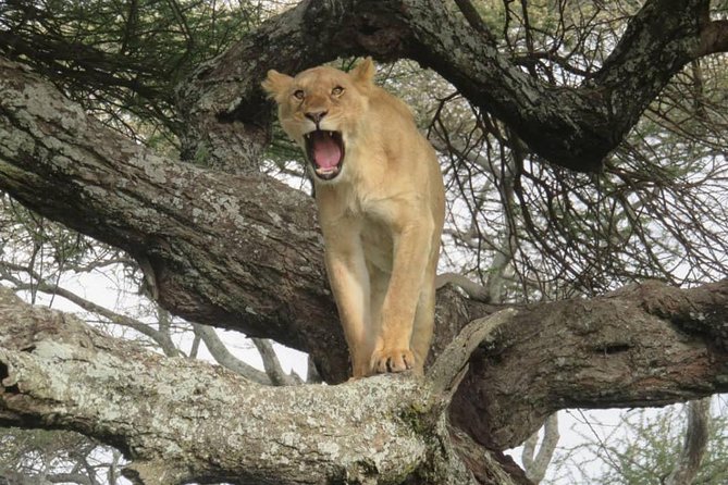 3 days leopard safaris - Leaving Arusha early, then driving through the Ngorongoro Conservation Area