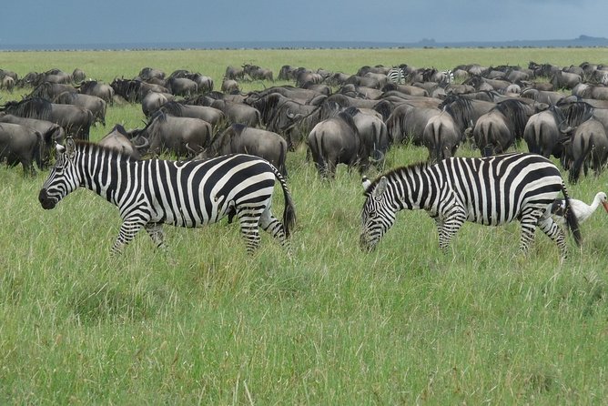 3 Days Lodge Safari - Tarangire National Park: Baobabs, the River, and Elephant Herds