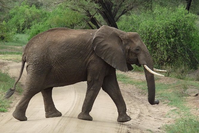 3 Days Lodge Safari - Ngorongoro Crater: Big Five Viewing in a Natural Bowl