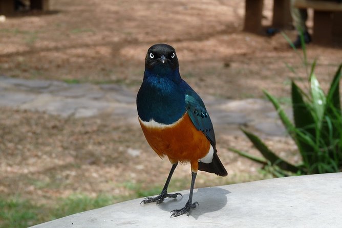 3 Days Lodge Safari - Where Does Lake Manyara Fit Into a 3-Day Name?