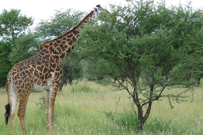 3 Days Lodge Safari - Price and Value: What $1,374.93 Covers in Real Terms