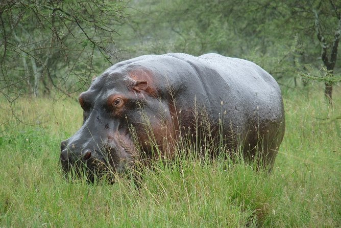 3 Days Lodge Safari - Included Insurance, and Why It Matters on Safari Days