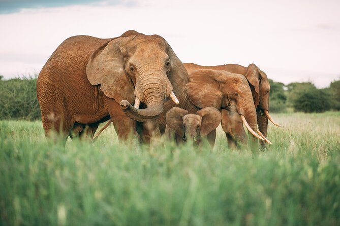 3-Days Lodge Safari in Tarangire, Ngorongoro Crater & Lake Manyara - Three Parks, One Plan, and a Real Sense of Pace
