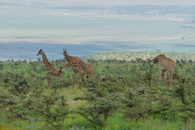 3 Days Lodge Safari - Private 4x4 Jeep Time: Why It Changes the Feeling of the Day