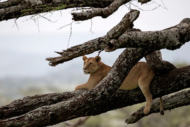 3 Days Luxury Lodge Safari in Tanzania - Key Things You’ll Notice Right Away