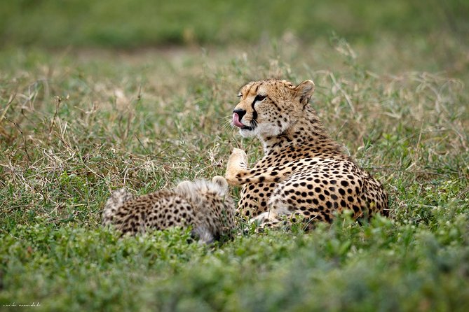 3 Days Luxury Lodge Safari in Tanzania - A 3-Day Luxury Lodge Safari in Tanzania That Makes Smart Use of Time
