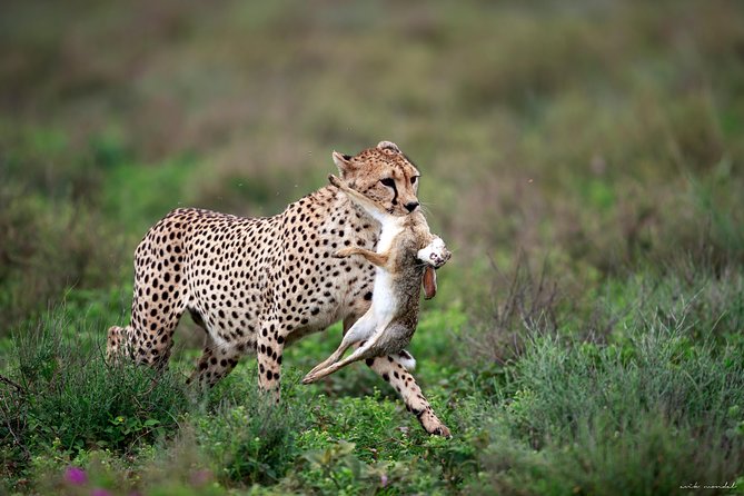 3 Days Luxury Lodge Safari in Tanzania - Day 1 Lake Manyara National Park and Arusha Cultural Heritage Centre