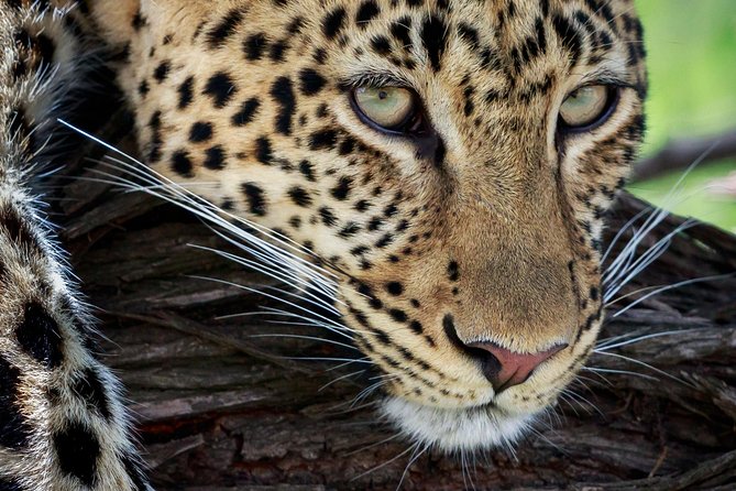 3 Days Luxury Lodge Safari in Tanzania - Day 3 Tarangire National Park for Baobabs and Elephant Encounters