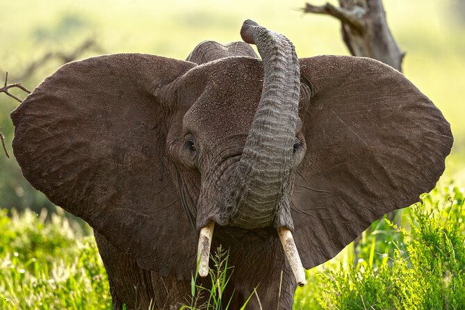 3 Days Luxury Lodge Safari in Tanzania - Wildlife Odds: How This Route Covers Different Habitats