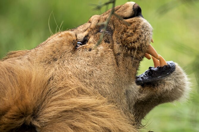 3 Days Luxury Lodge Safari in Tanzania - From Arusha: Pickup, Timing, and Your 4x4 Land Cruiser Reality Check