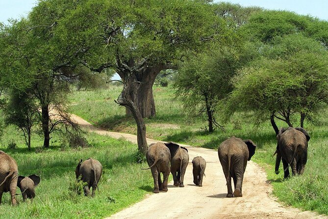 3 days Luxury Safari Tour in Tanzania - Ngorongoro Crater: the 600-meter descent and a predator-heavy stage