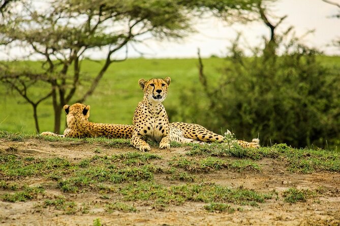 3 days Luxury Safari Tour in Tanzania - Your custom jeep, chef support, and why comfort helps wildlife viewing