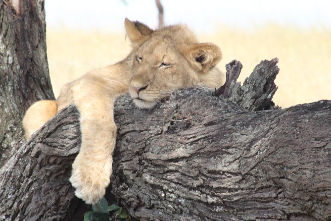 3 Days Luxury Safari - Day 1 on Kilimanjaro Slopes: Materuni Village, Waterfalls, and Chaga Coffee