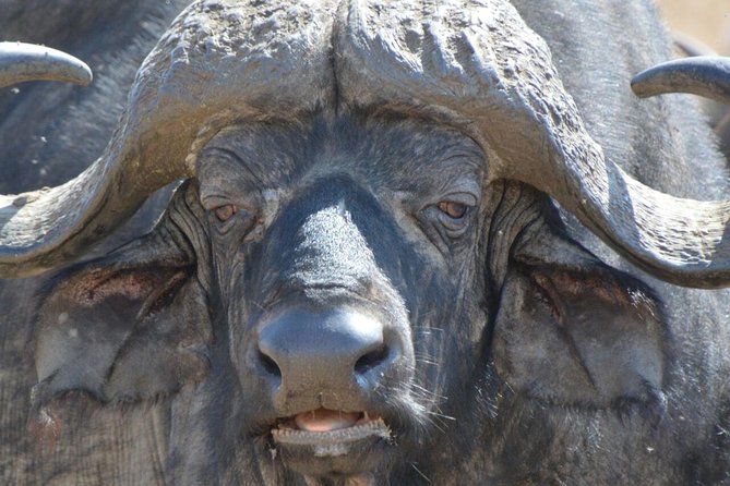 3 Days Mikumi National Park From Zanzibar or Dar es salaam - Key highlights to know before you go