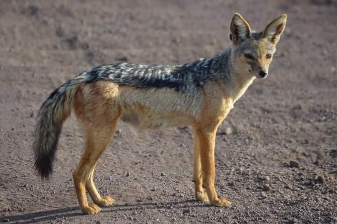 3 Days Mikumi National Park From Zanzibar or Dar es salaam - From Zanzibar or Dar es Salaam to Mikumi: why the logistics matter