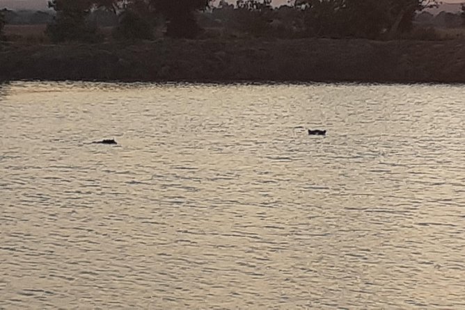 3 Days Mikumi National Park From Zanzibar or Dar es salaam - Day 2: full-day game drive with picnic lunch, hippos, and big-bird energy